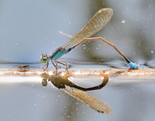 Ischnura senegalensis